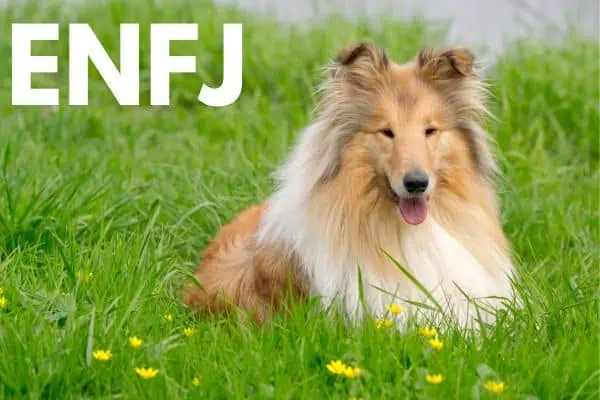 ENFJ dog breed: Collie