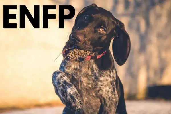 ENFP: German shorthaired pointer