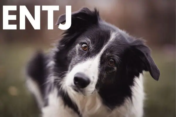 The ENTJ: Border Collie