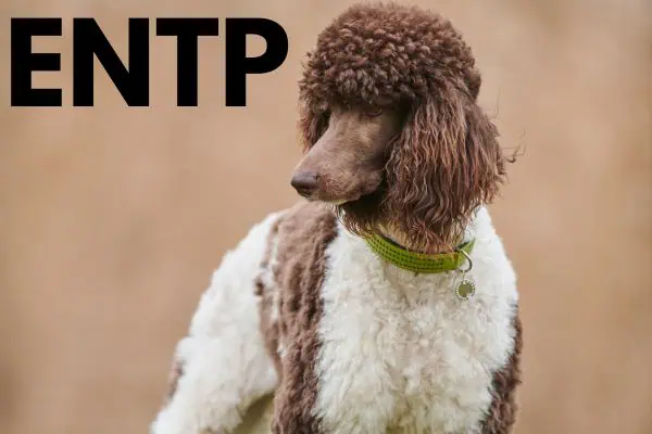 ENTP dog breed: standard poodle