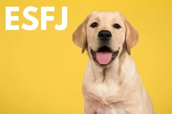 ESFJ dog breed: Labrador retriever