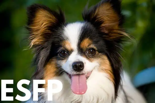 ESFP dog breed: Papillon