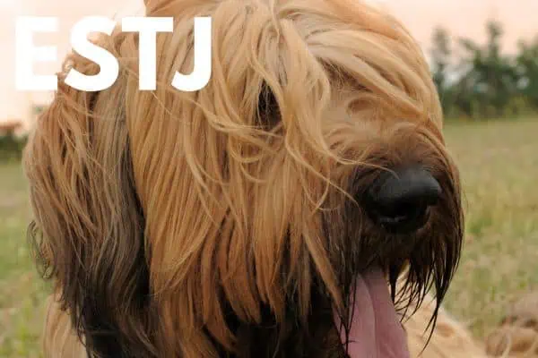 The ESTJ: Briard