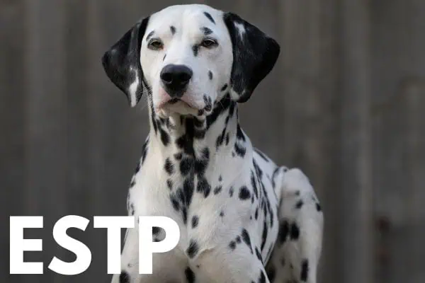 ESTP dog breed: Dalmatian