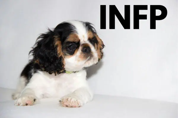 INFP English toy spaniel