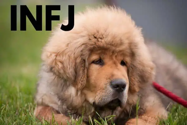 INFJ dog breed: Tibetan mastiff