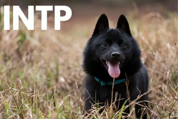 INTP dog breed, schipperke