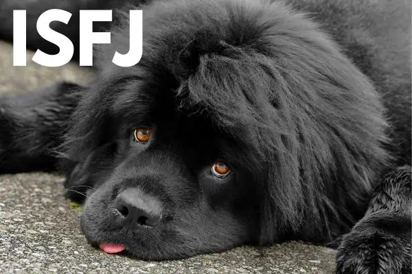 ISFJ dog breed: Newfoundland