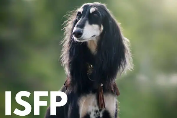 ISFP dog breed: Saluki