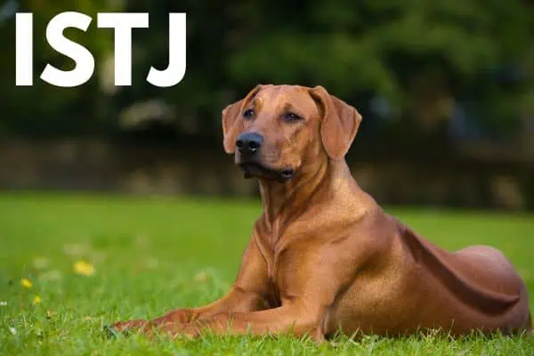 ISTJ dog breed: Rhodesian ridgeback