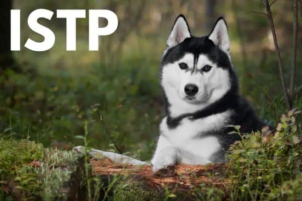 The ISTP: Siberian Husky