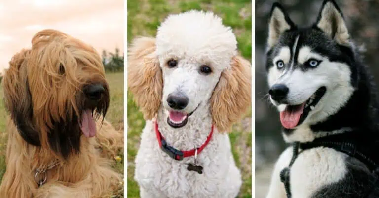 Here’s Which Dog Breed You Are, Based On Your Myers-Briggs® Personality Type