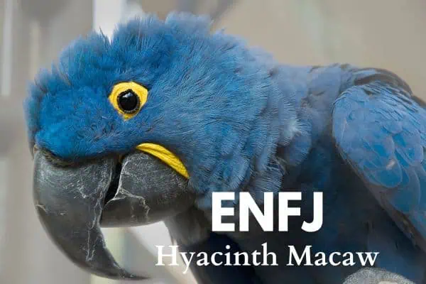 ENFJ Hyacinth Macaw