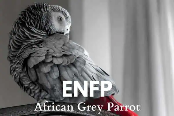 ENFP is the African Grey Parrot
