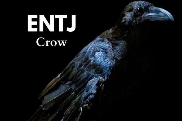 ENTJ crow