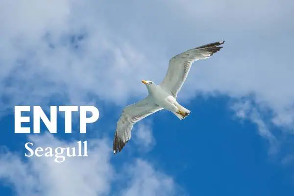 ENTP bird is the seagull