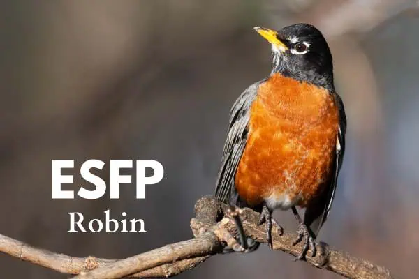 ESFP Robin