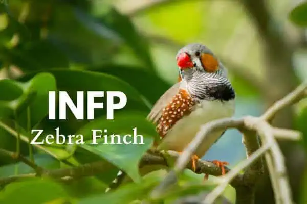 INFP is the Zebra Finch