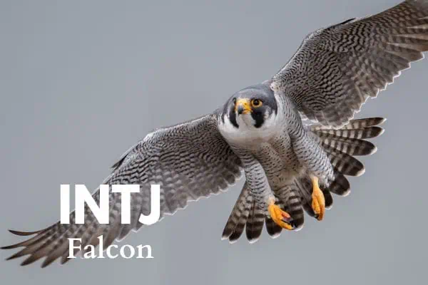 INTJ bird is the Falcon