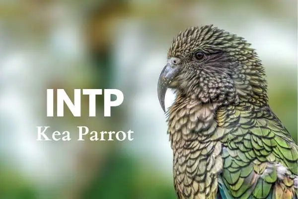 The INTP ideal bird is the kea parrot