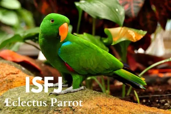 ISFJ Eclectus Parrot