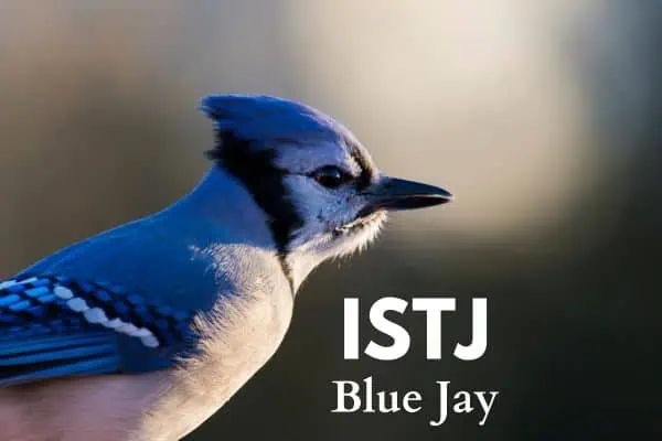 ISTJ Blue Jay