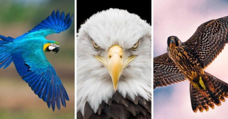 Discover which bird best resembles your Myers-Briggs personality type! #MBTI #Personality #INFJ