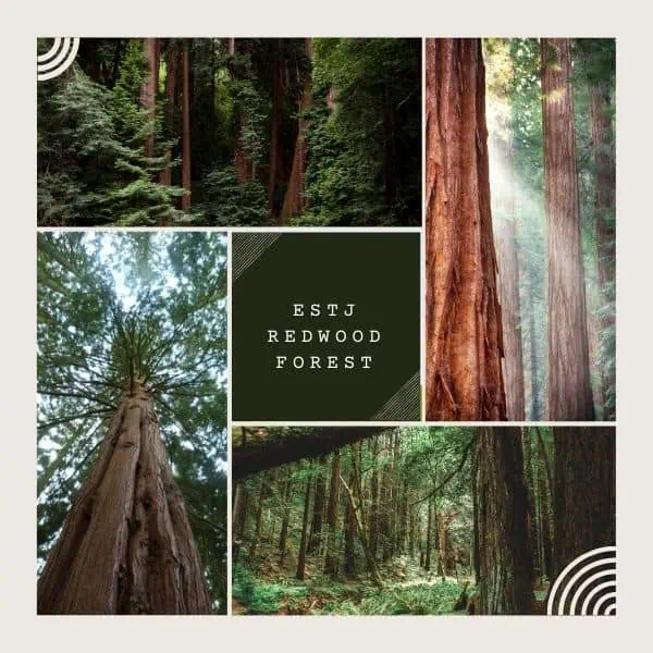 The ESTJs natural wonder is the redwood forest